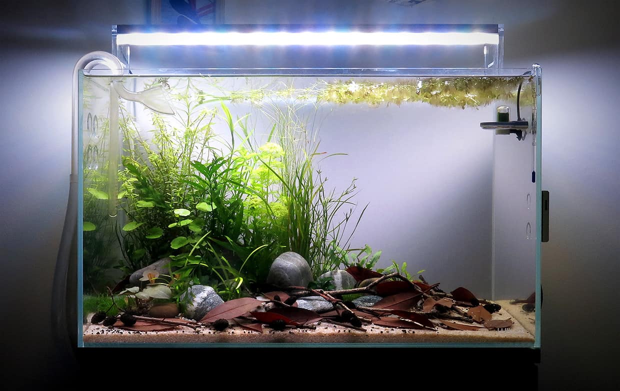 Acquario aperto di design
