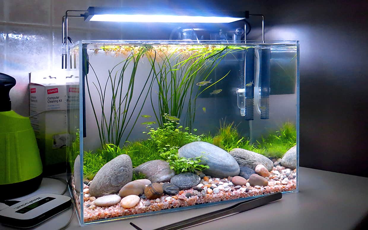 Acquario biotopo