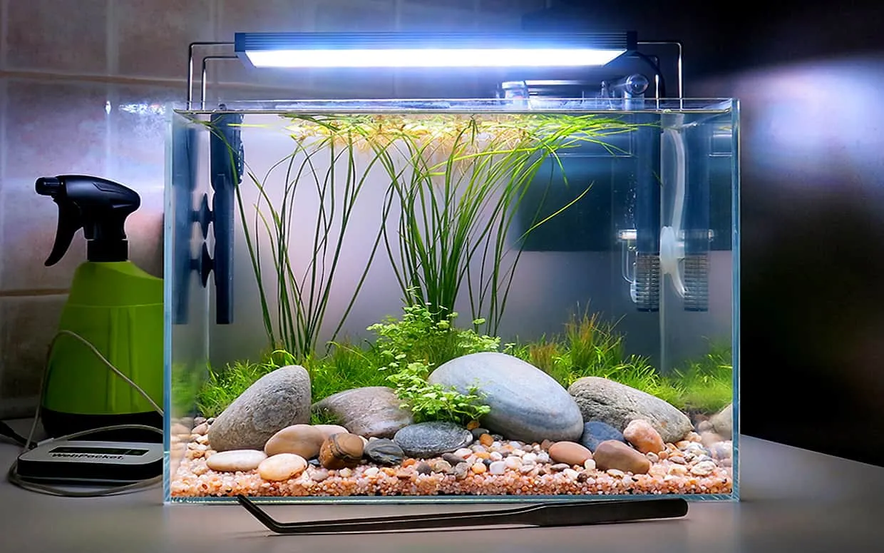Piante acquario facili