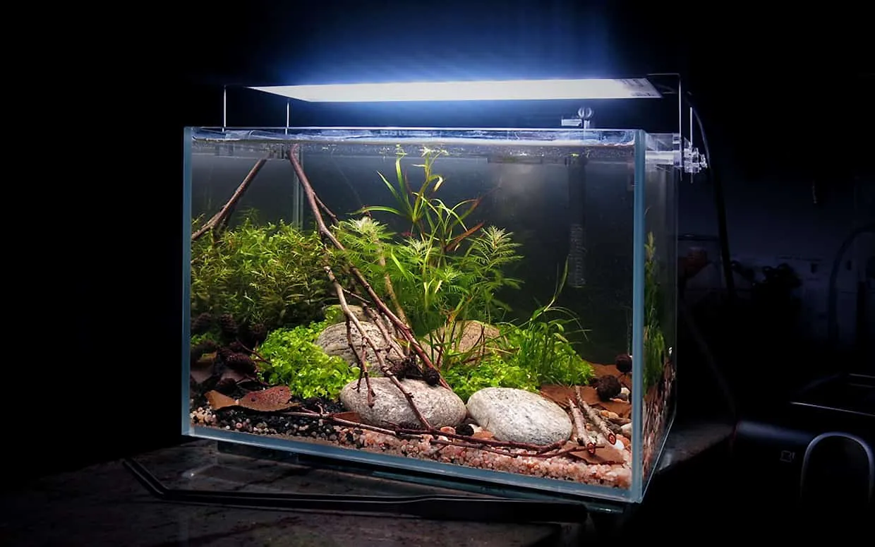 Acquario naturale in stile aquascape