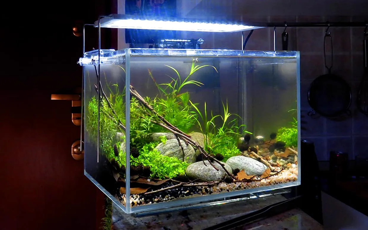 Acquario piccolo