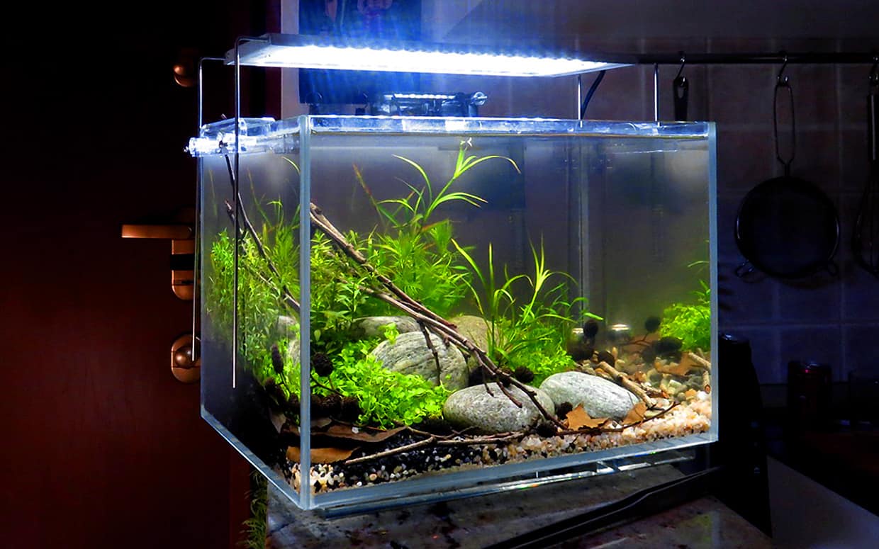 Acquario piccolo
