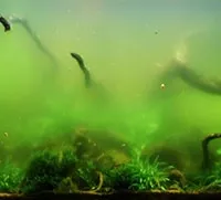 Alghe in acquario