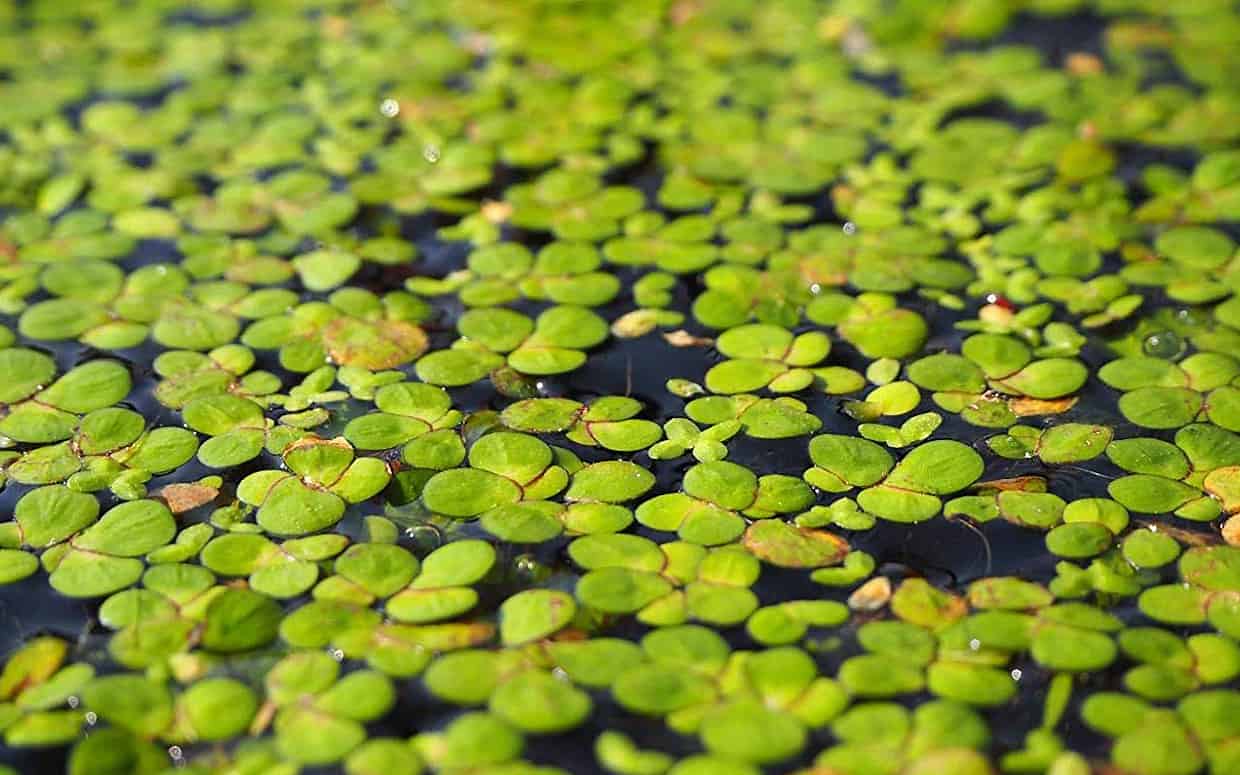 Lemna minor