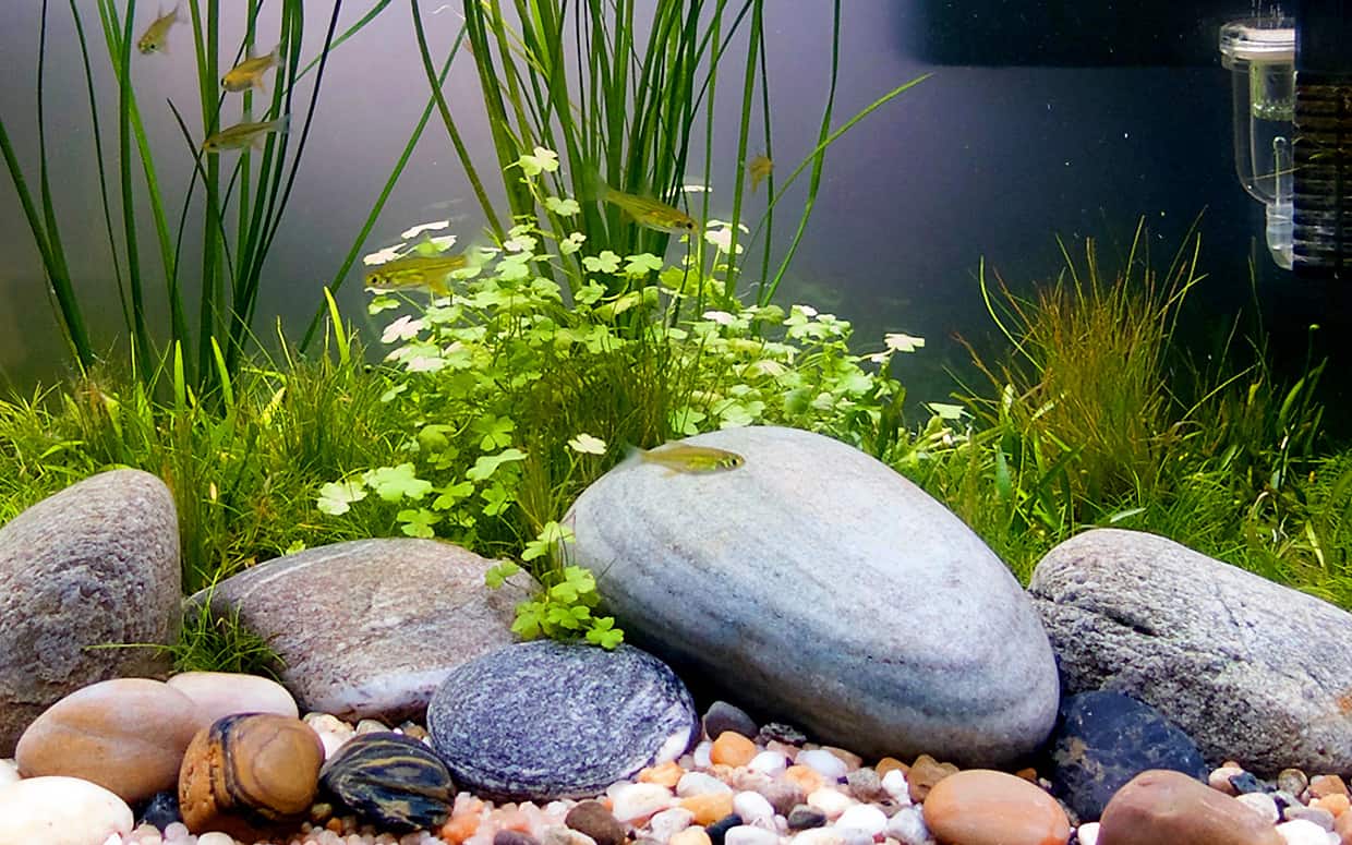 Piante acquario senza substrato