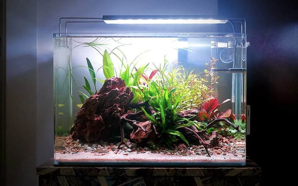 Pesci tropicali piccoli