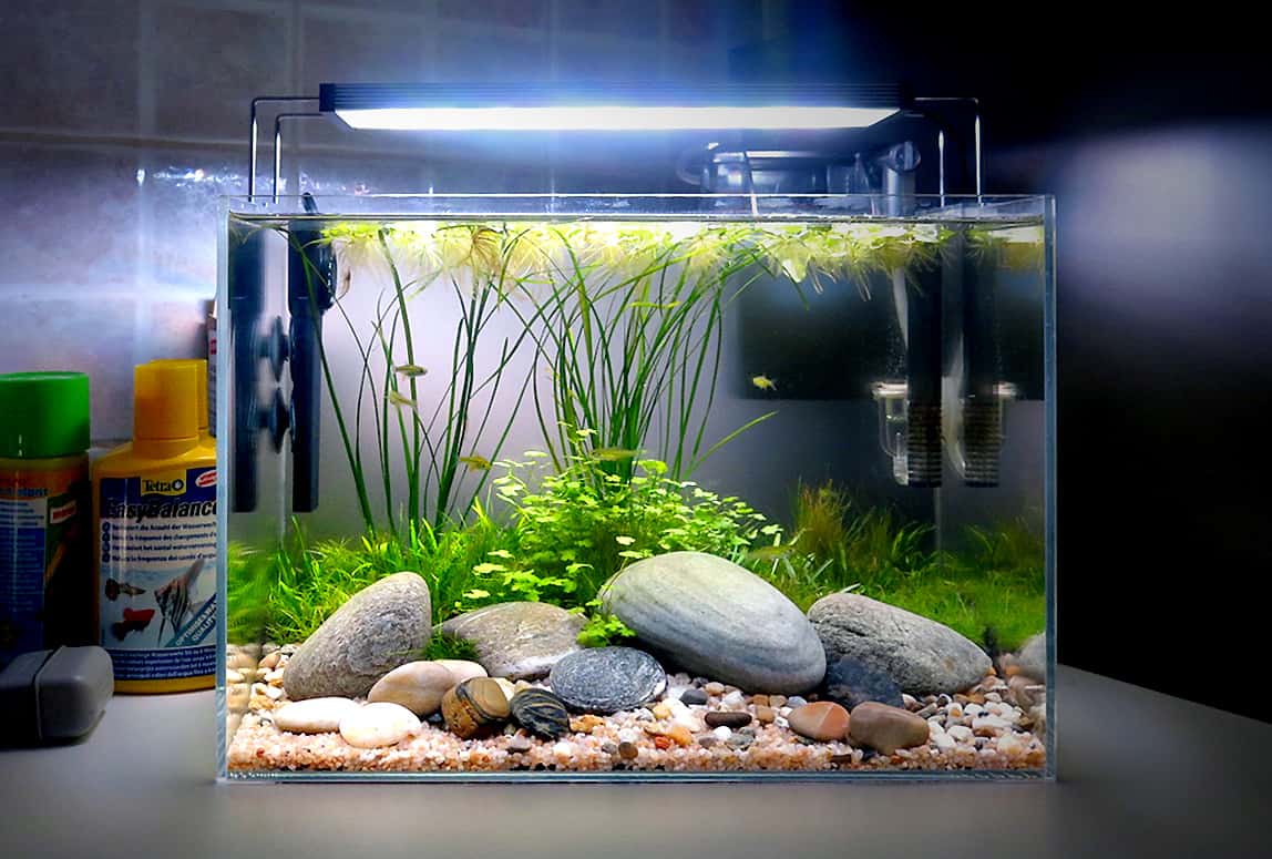 Acquario fiume