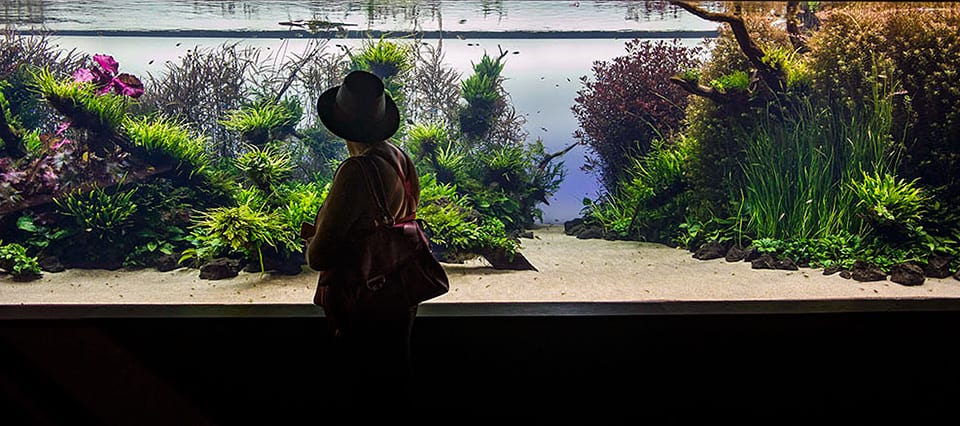 Takashi Amano acquari: Acquario naturale