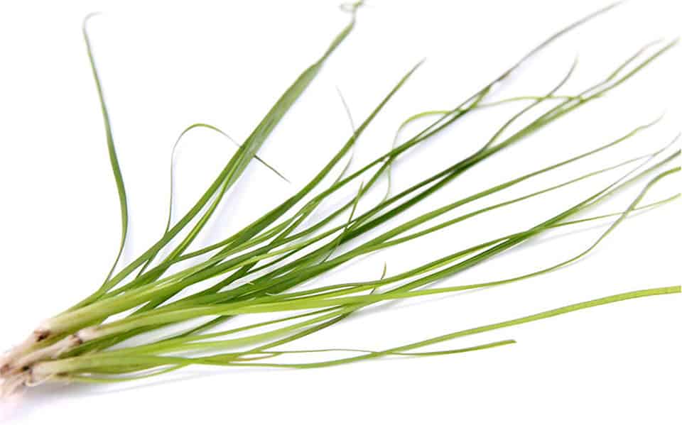 Vallisneria asiatica