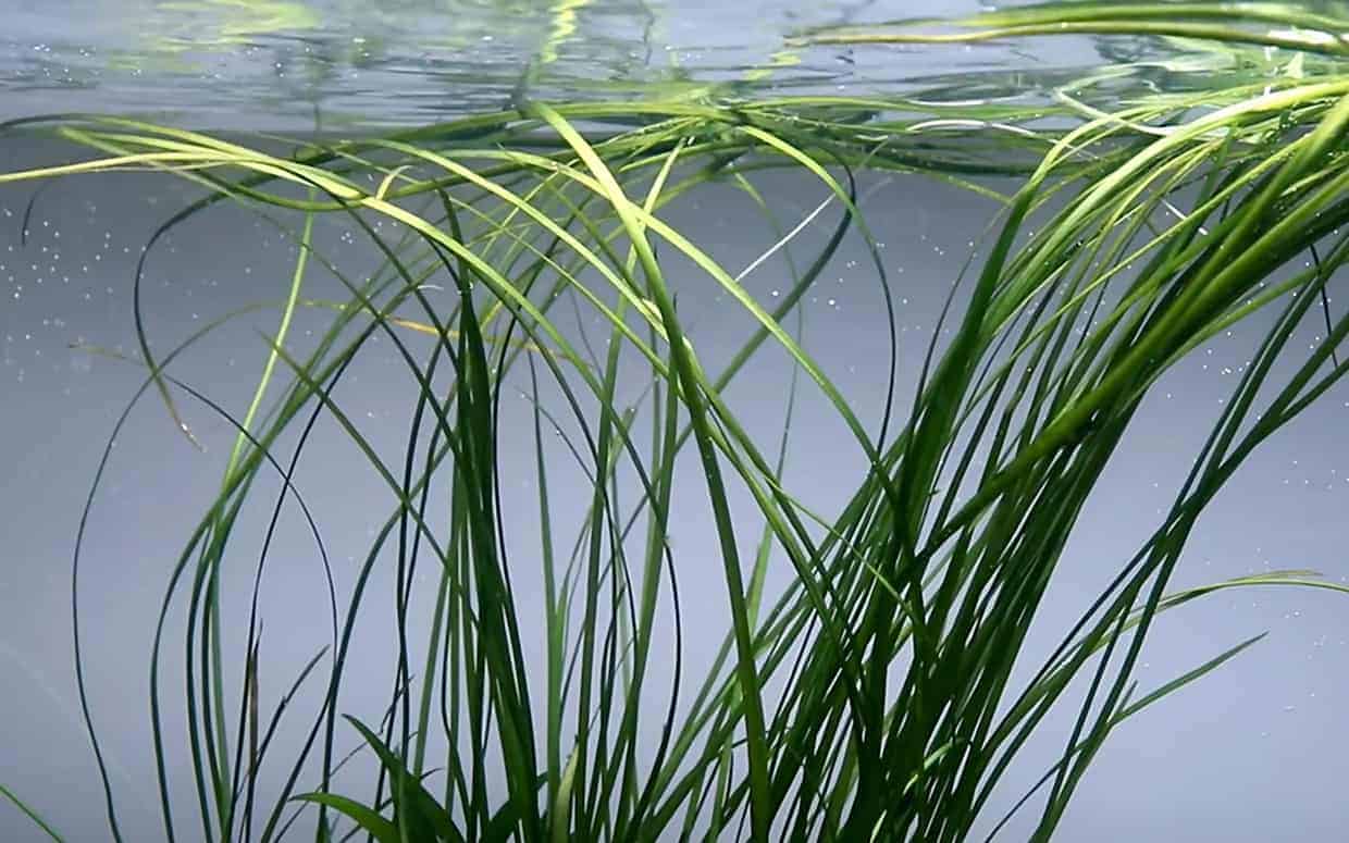 Vallisneria asiatica nana