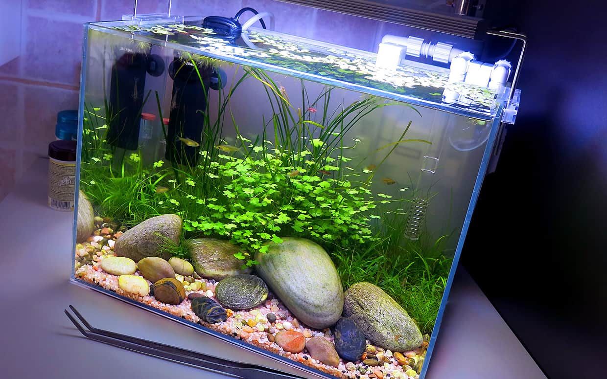 Acqua per acquario