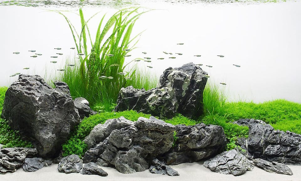 Acquario Iwagumi