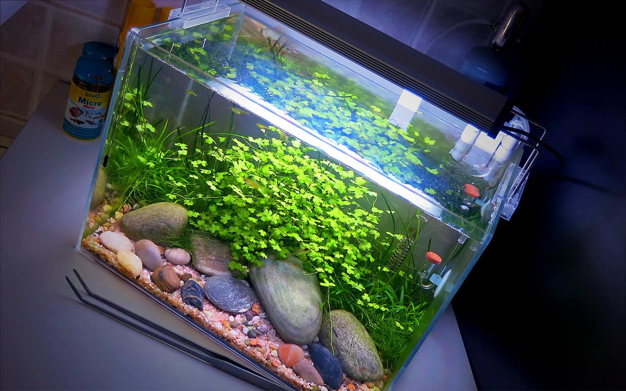 Acquario biotopo fiume