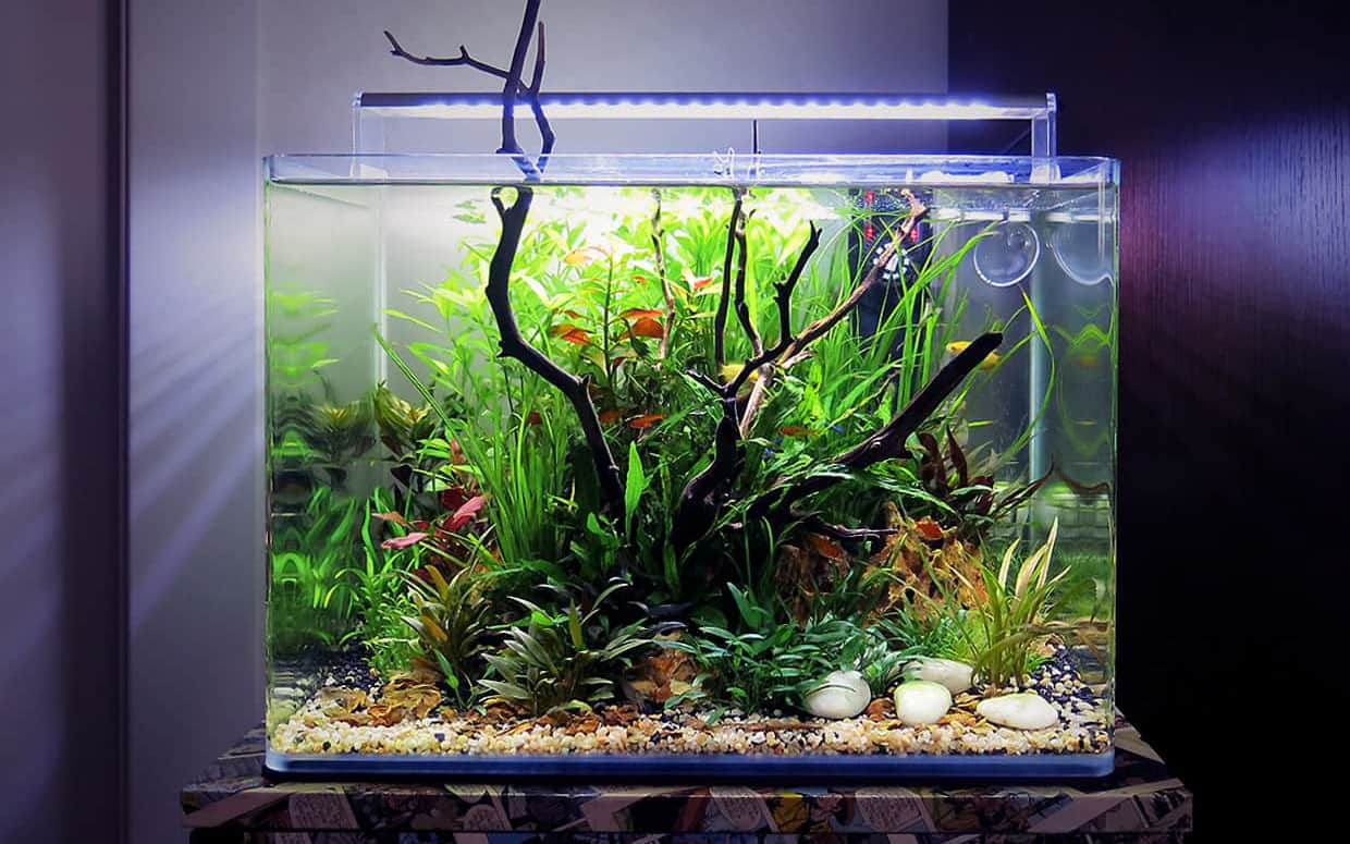Acquario piantumato aquascape