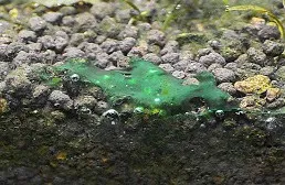 Cianobatteri