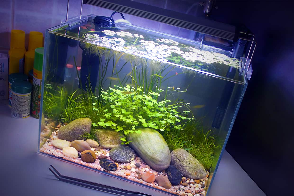 Come fare un acquario in casa
