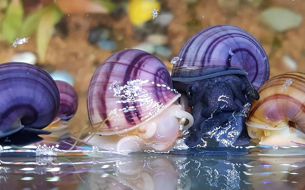 Lumache in acquario
