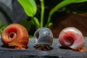 lumache in acquario 