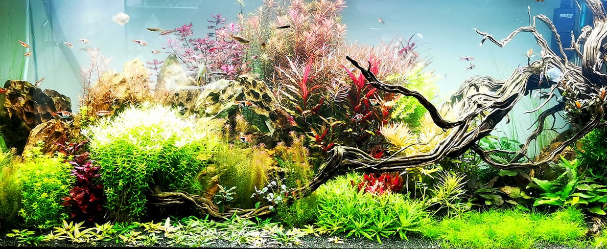 Acquario con piante