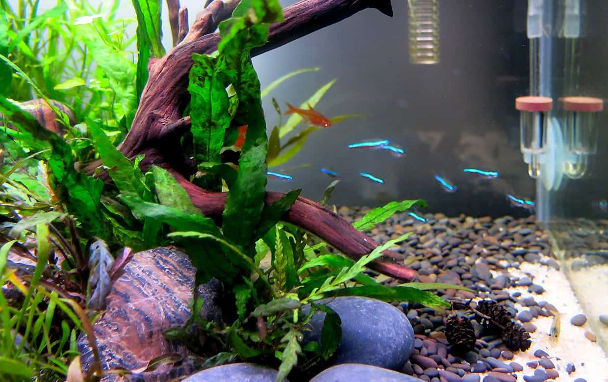 Aquascape nano