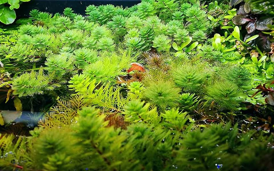 Myriophyllum roraima