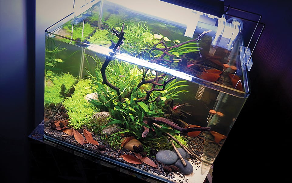 Pesci e acquario