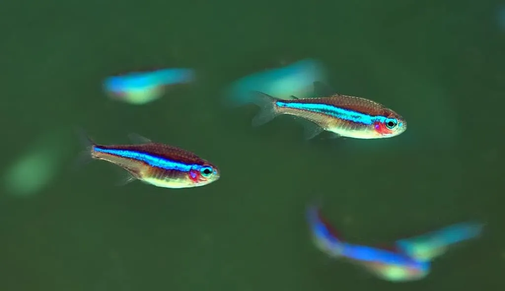 Pesci e acquario