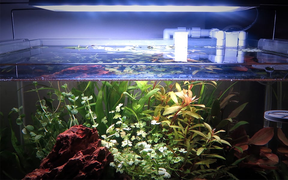 Piante a crescita rapida acquario