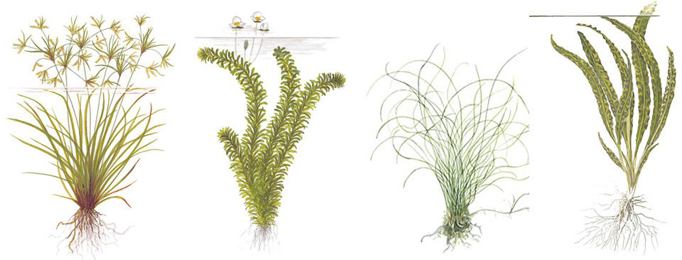 Piante acquatiche