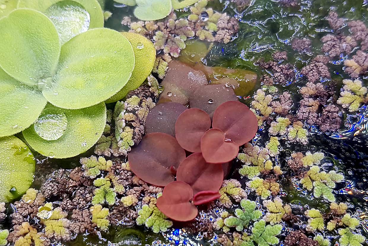 Piante acquatiche