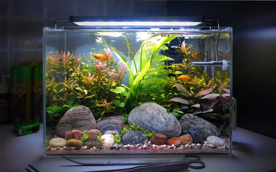 Piccoli acquari da arredo