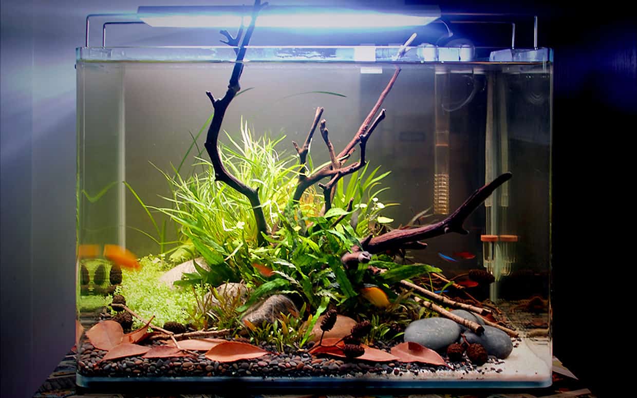 Acquario da casa