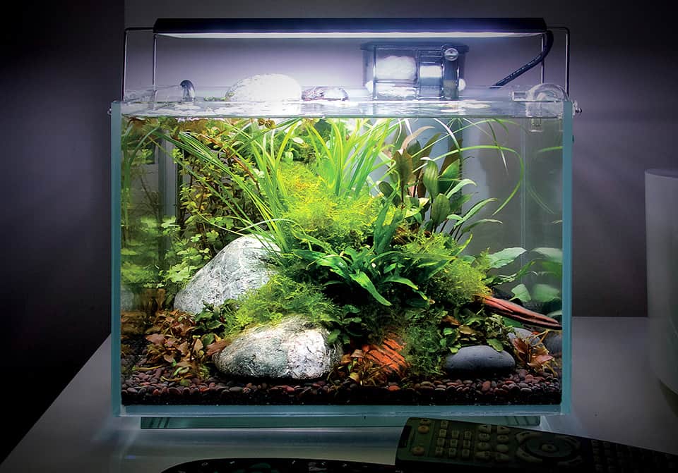 Acquario piccolo