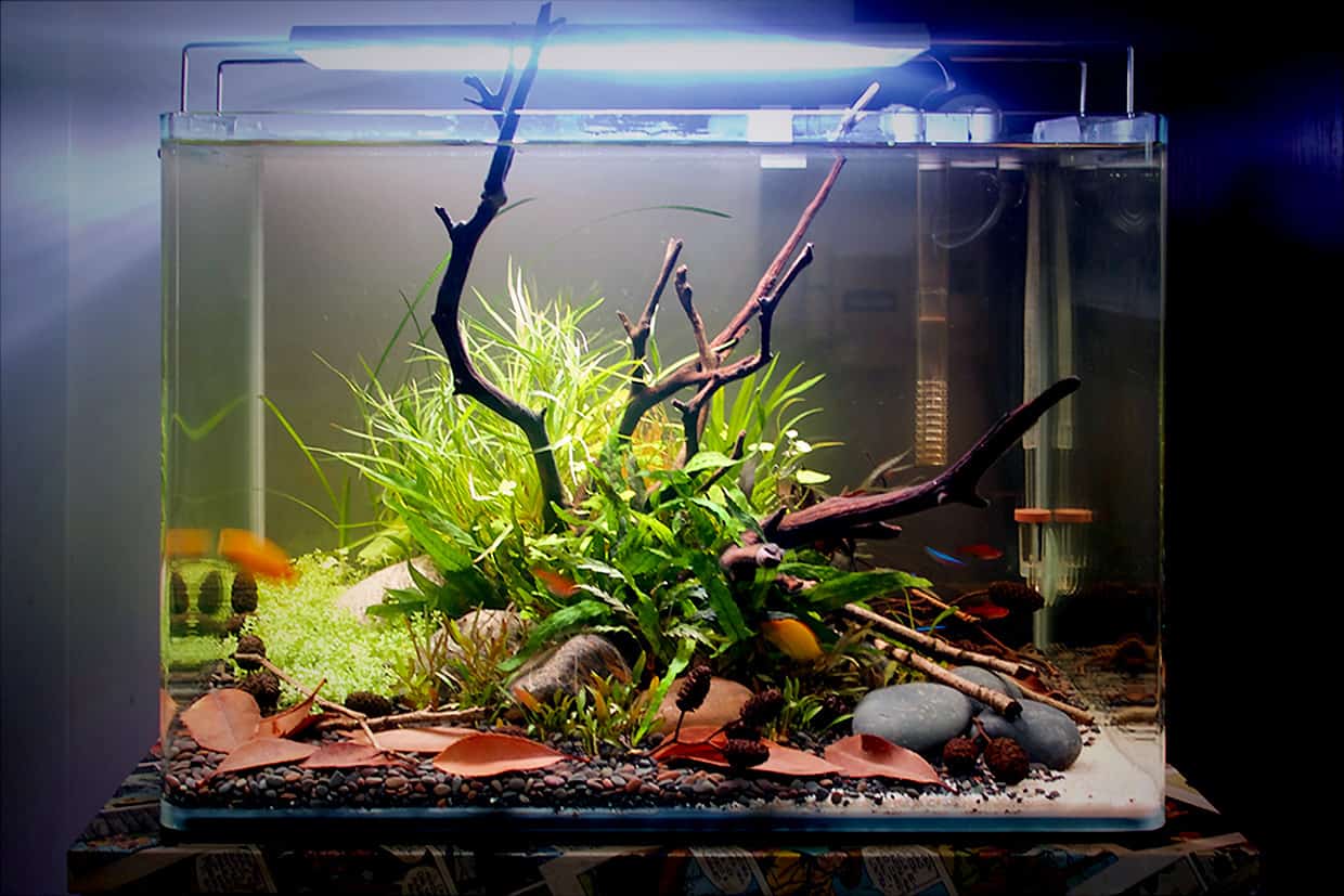 Foglie per acquario