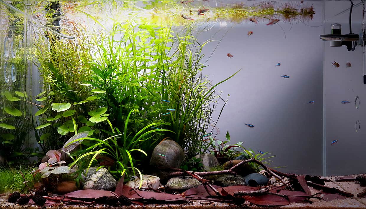 Foto acquario