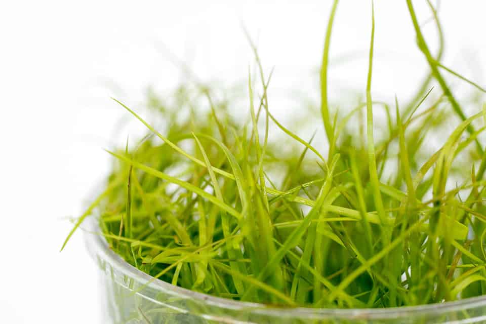 Juncus repens