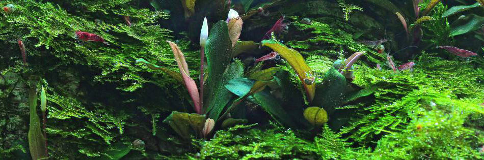Piante epifite