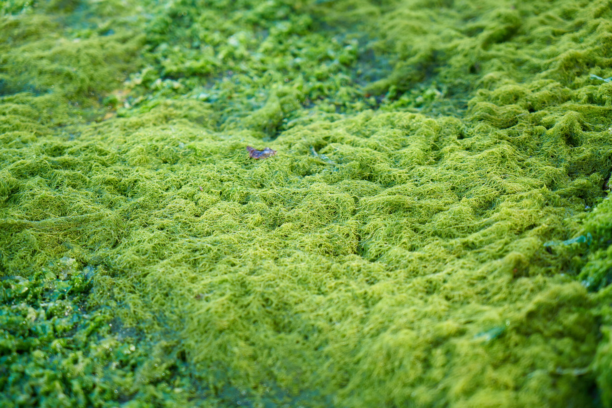 alghe in acquario