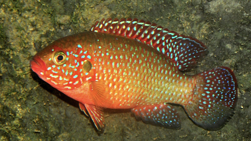 pesci gioiello Hemichromis Bimaculatus
