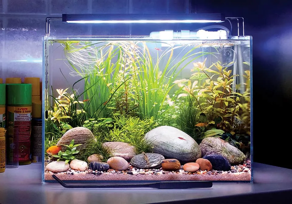 Acquario di 20 litri