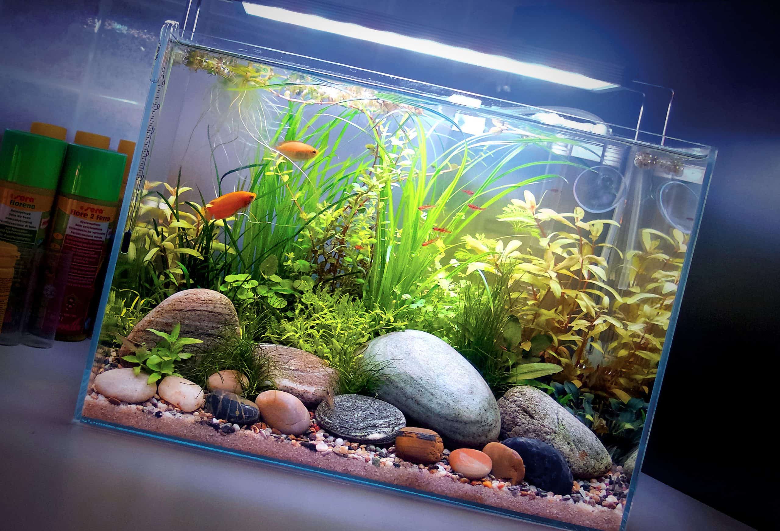 Acquario per pesci piccolo