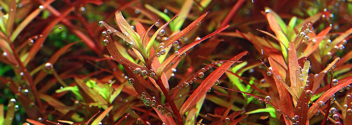 CO2 in acquario