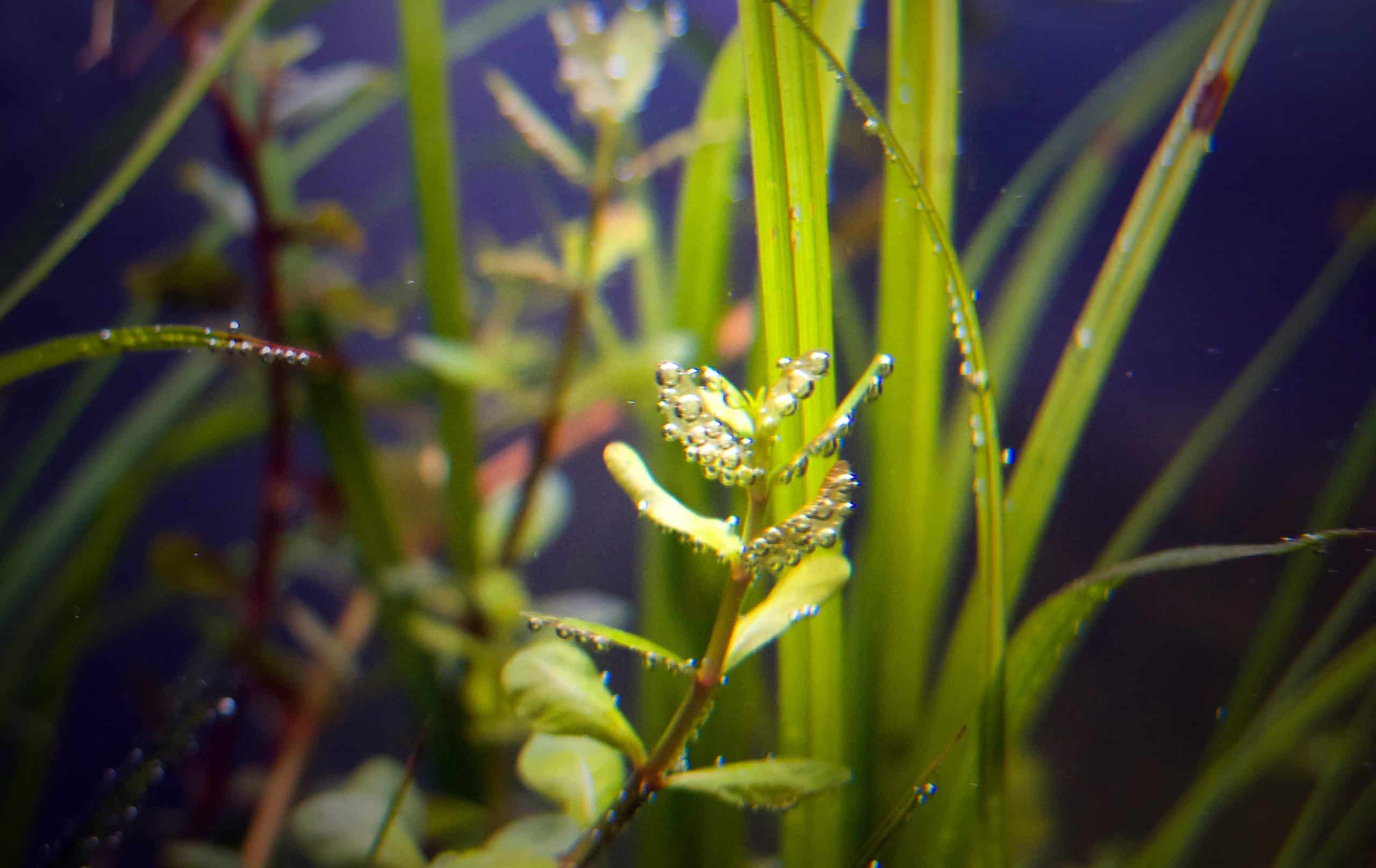 CO2 acquario