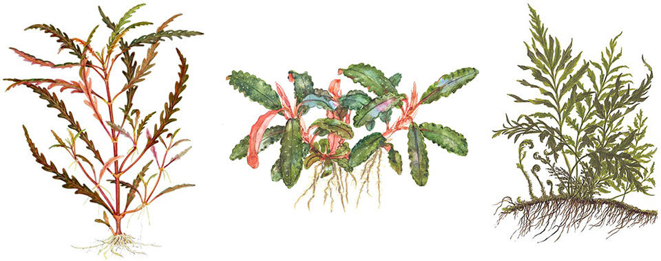 Piante epifite
