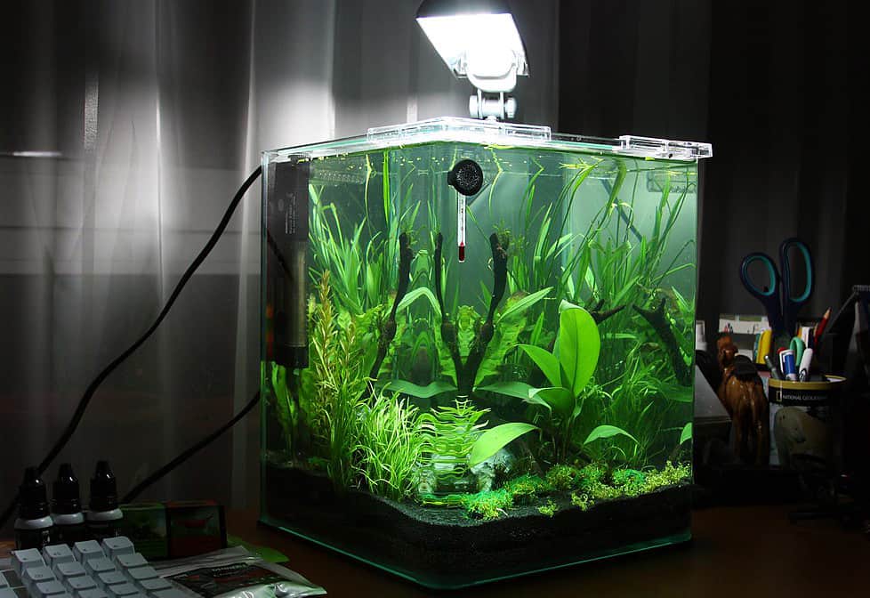 Acquario cubo
