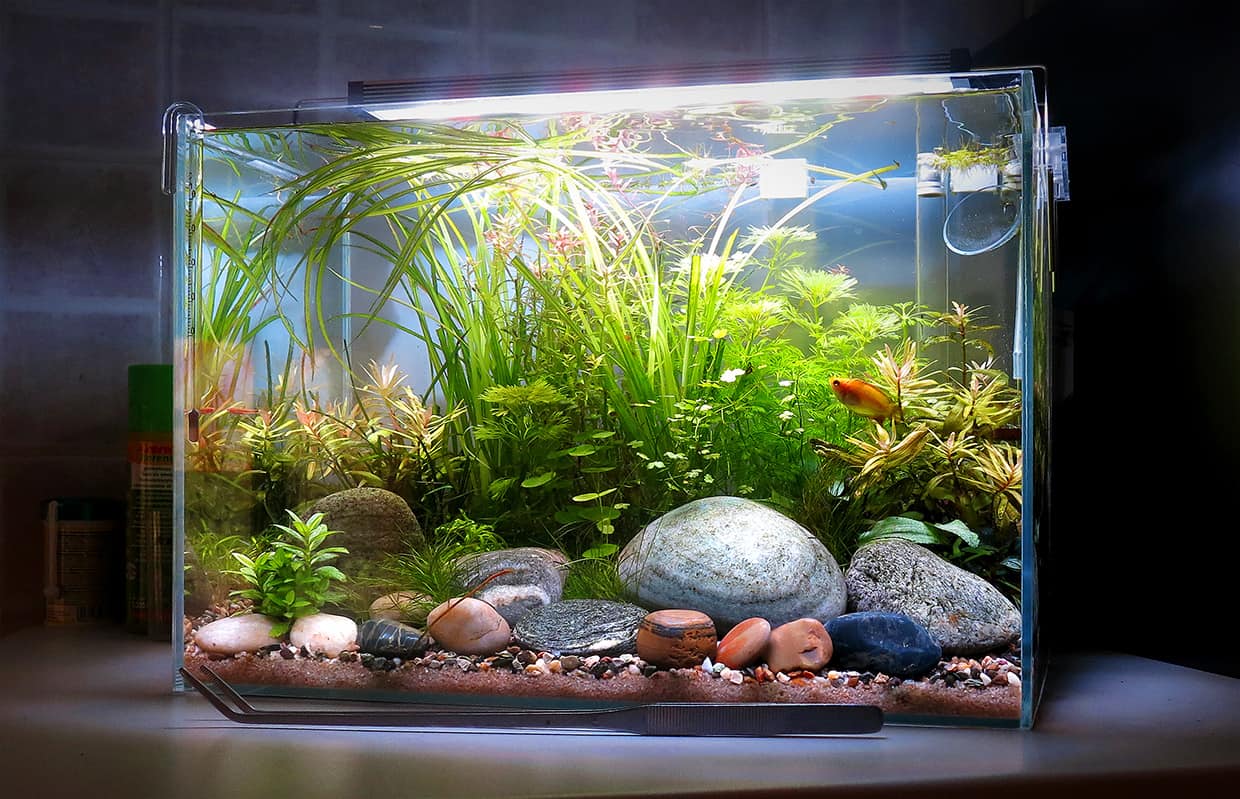 Acquario fiume