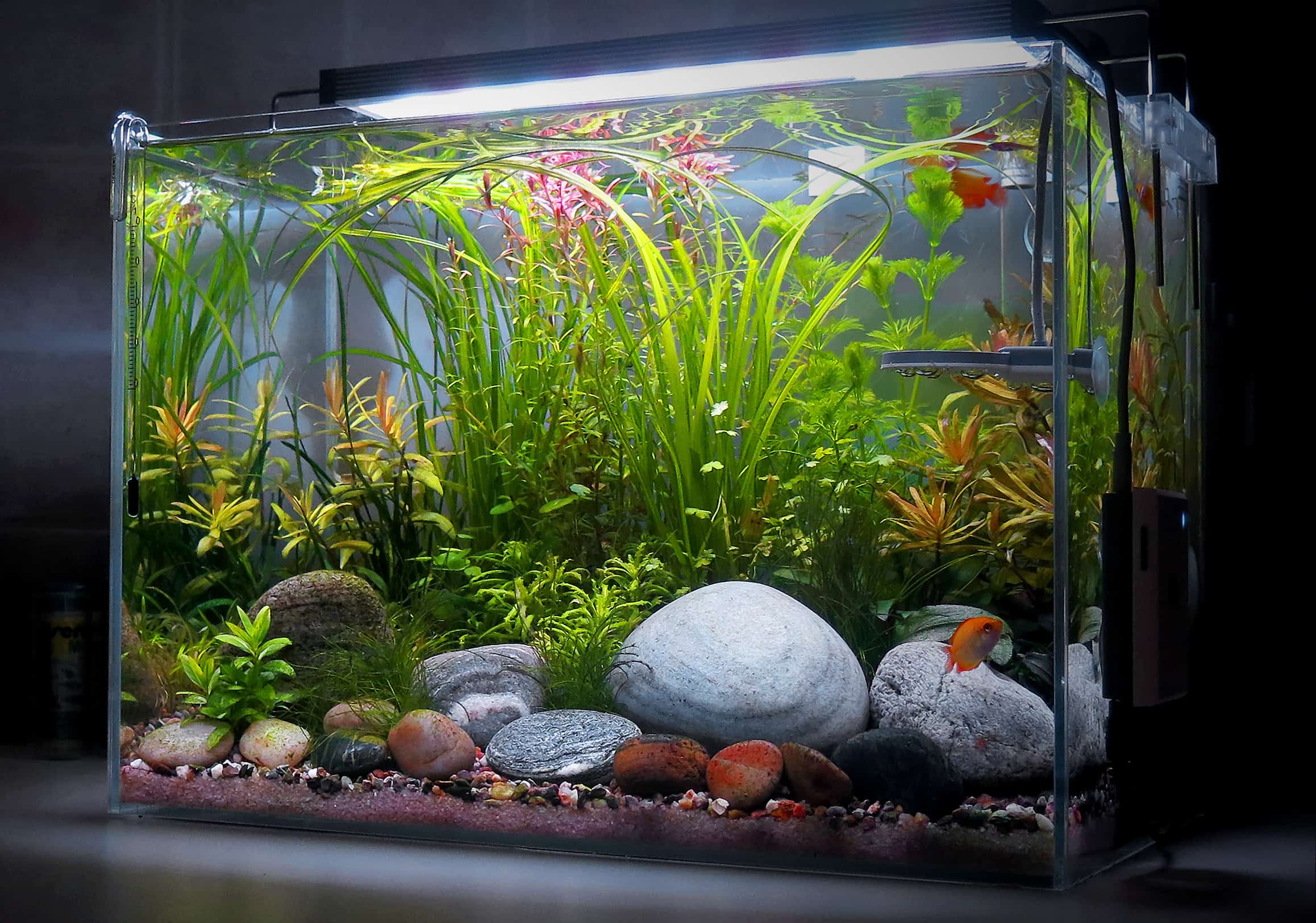 Acquario naturale di 20 litri