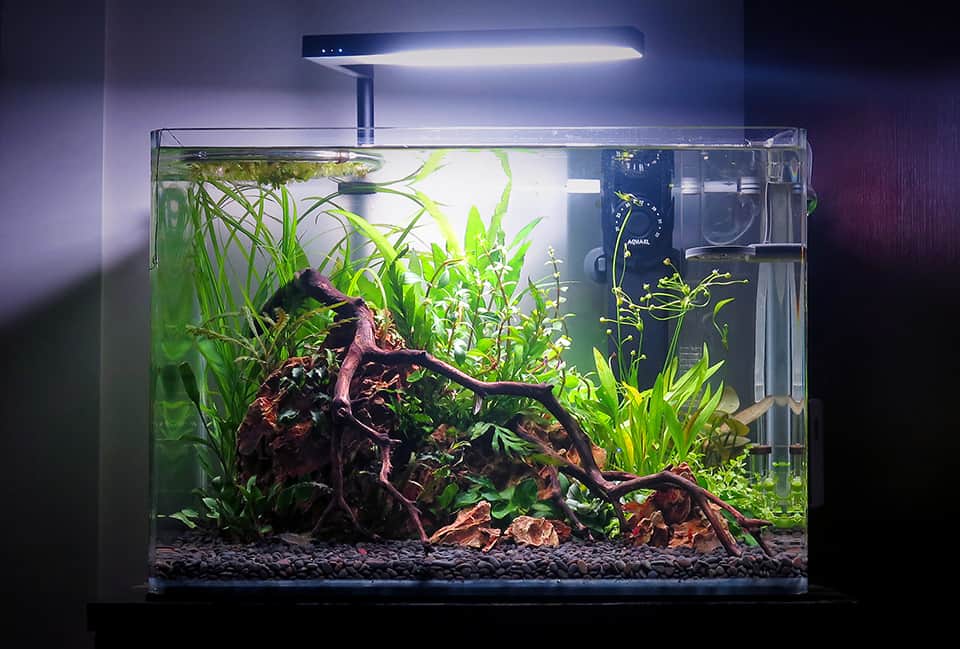 Piante acquatiche online