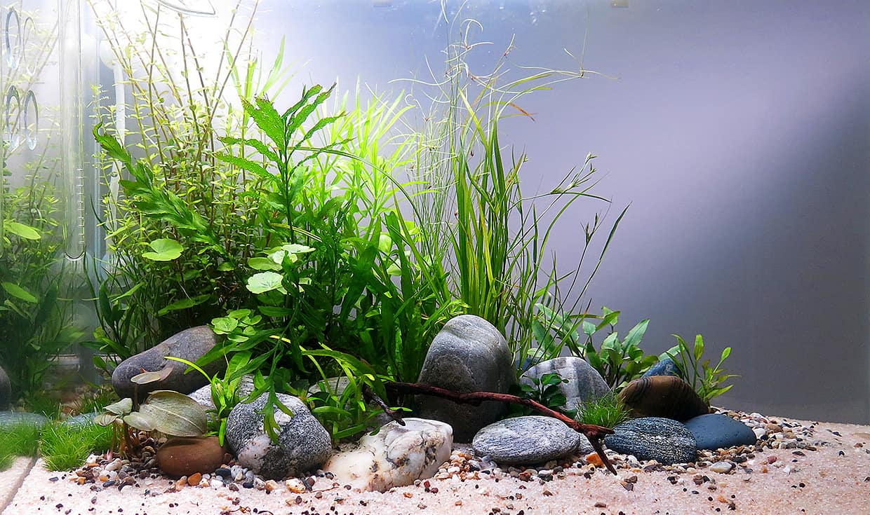 Acquario fiume