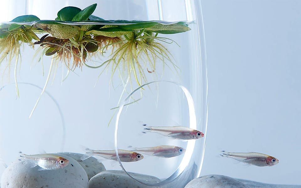 Acquario 3D